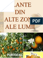 Plante Din Alte Zone Ale Lumii