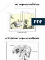 Articolazioni Dello Scheletro