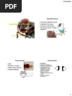Aparelho Bucal Insetos Aula Pratica