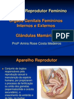 Órgãos reprodutores femininos e glândulas mamárias