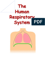 The Human Respiratory System