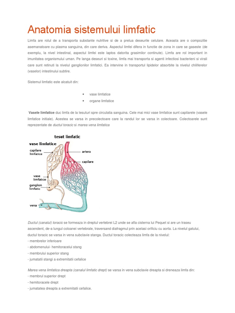 Anatomia Sistemului Limfatic | PDF