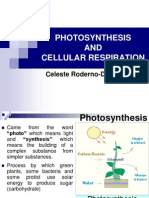 Photosynthesis and Cellular Respiration New