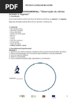 Protocolo Experimental Células