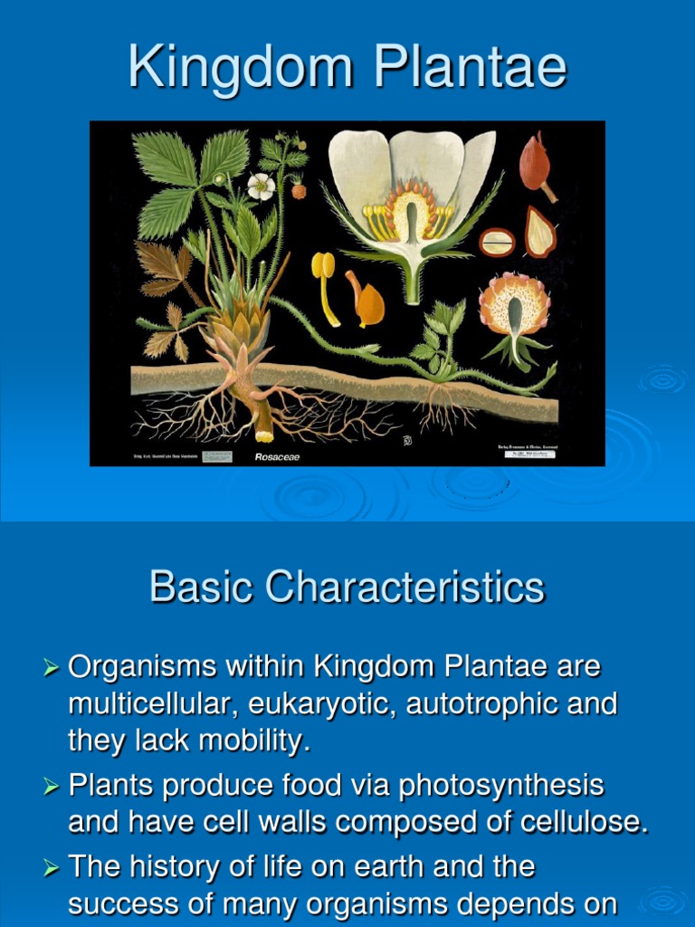 Kingdom Plantae Plants Environmental Design