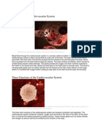 Effects of Aging in the Cardiovascular System