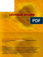 1 Leucoze Aviare