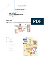 Mechanism Of Swallowing: Stages And Coordination