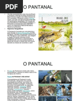 o Pantanal