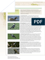 RSP Factsheet Birds