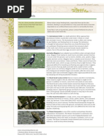 Rsp Factsheet Birds