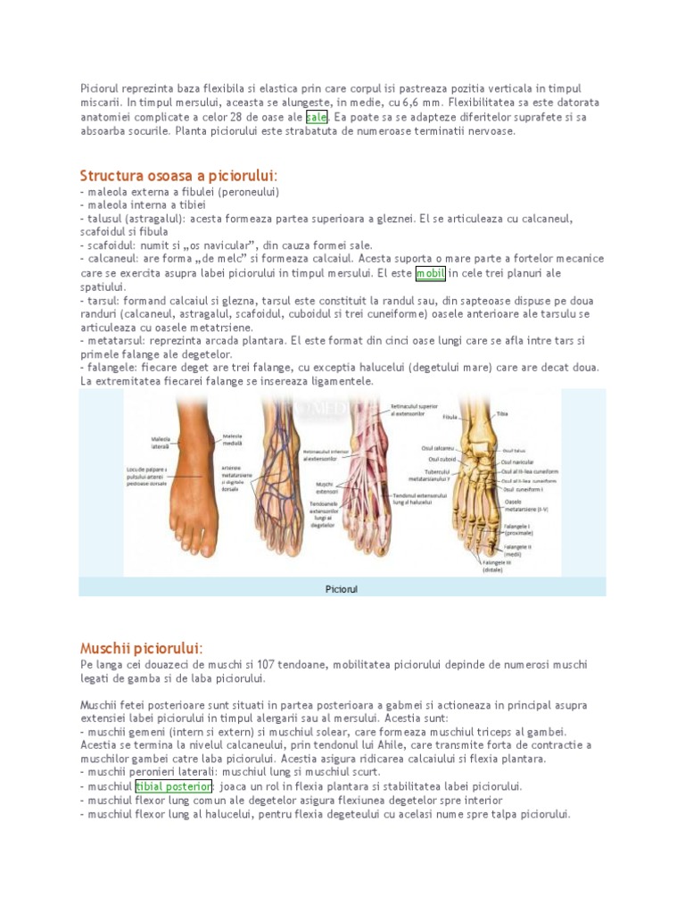 Piciorul | PDF