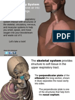 The Respiratory System and How it Works