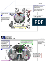 SpinalCordA_Atlas08oe