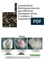 Características Morfológicas Externas