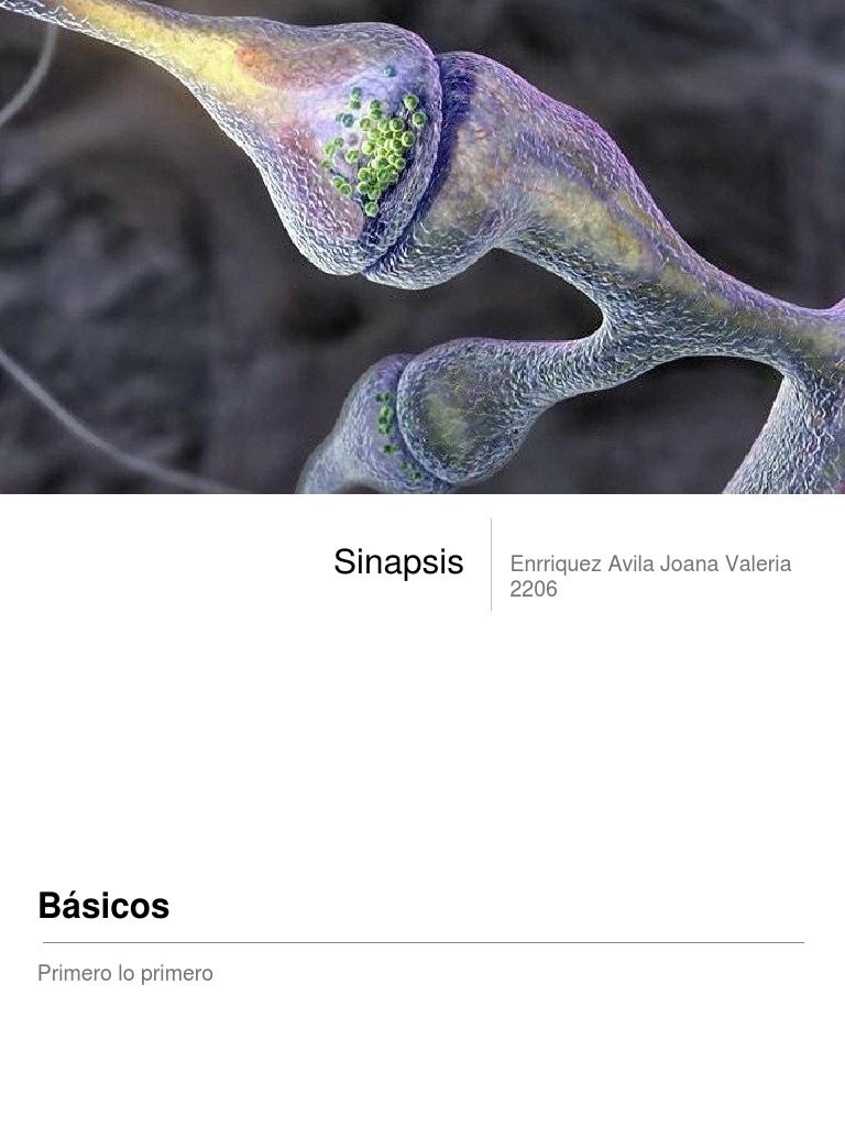 Sinapsis | PDF | Sinapsis | Neurotransmisor
