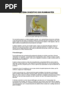 Sistema Digestivo Dos Rum in Antes