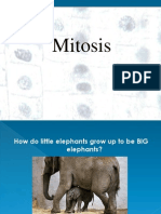 MItosis