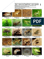 237 Anfibios y Reptiles SW Ecuador 04