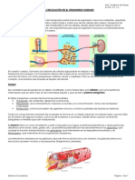 Sistema Circulatorio