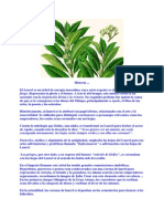 Historia Laurel Planta