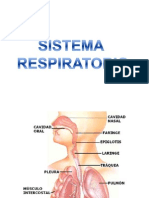 Clase de Sistema Respiratorio