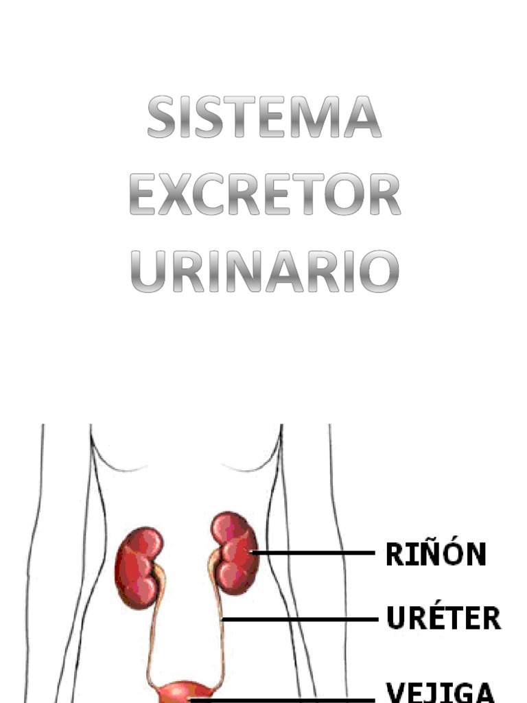Para Que Nos Sirve El Sistema Excretor