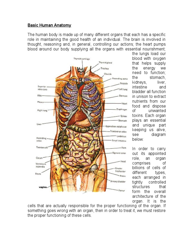 Basic Human Anatomy Biology Diagrams