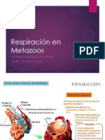 Respiración en Metazoos.Centeno.Torrejon