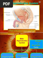 Download Human system  of reproductive-Male by ovary2009 SN20036117 doc pdf