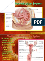 Human System of Reproductive-Female