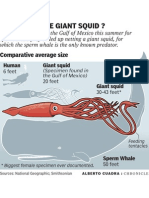 How Big Is The Giant Squid?
