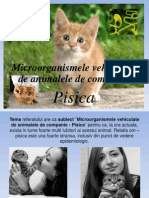 Pisica - Animal de Companie