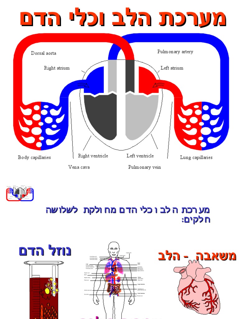 מערכת הלב וכלי דם | PDF