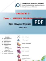 2. Niveles de Organizaci