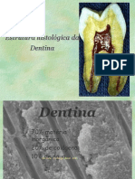 Estrutura histológica da Dentina