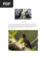 Download Burung Samyong by alrahmabko SN200841558 doc pdf