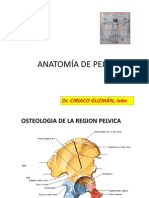 Anatomía