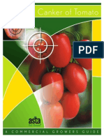 Bacterial Canker of Tomato: A Commercial Growers Guide