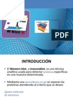 Western Blot. Expo