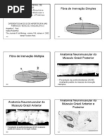 Diferentes Modos de Hipertrofia