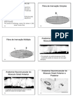 Diferentes Modos de Hipertrofia