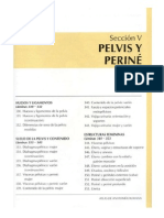 Pelvis Perine