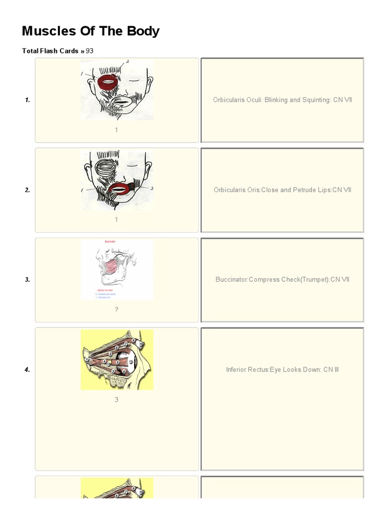 printable-flashcard-on-muscles-of-the-body-free-flash-cards-pdf-sports-chess