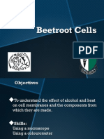Beetroot Practical