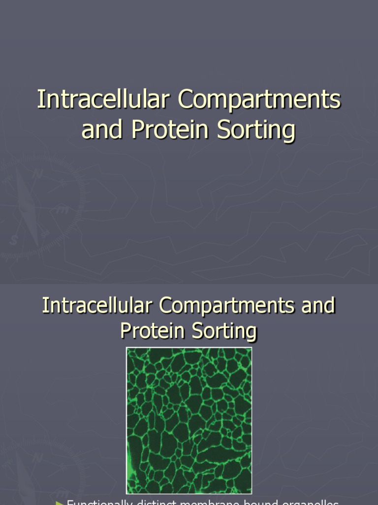 Protein Sorting in Intracellular Compartments | PDF | Protein Targeting ...