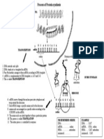 Protein Synthesis