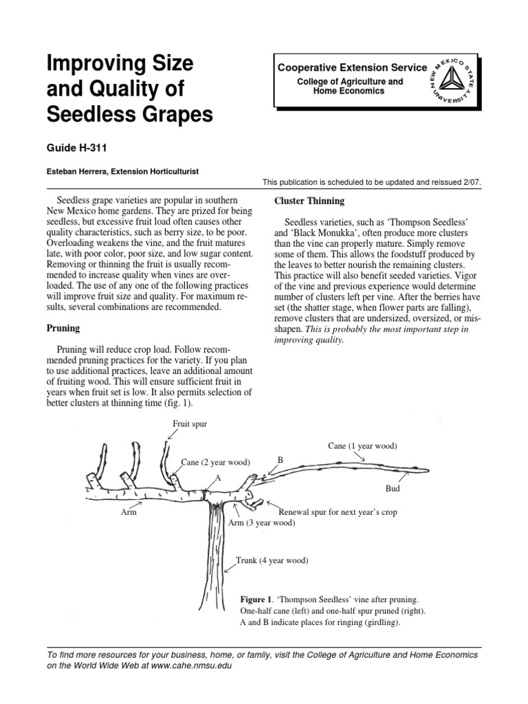 Enhancing Seedless Grape Quality | PDF | Grape | Horticulture And Gardening