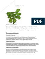 Propiedades Medicinales Del Cuachalalate