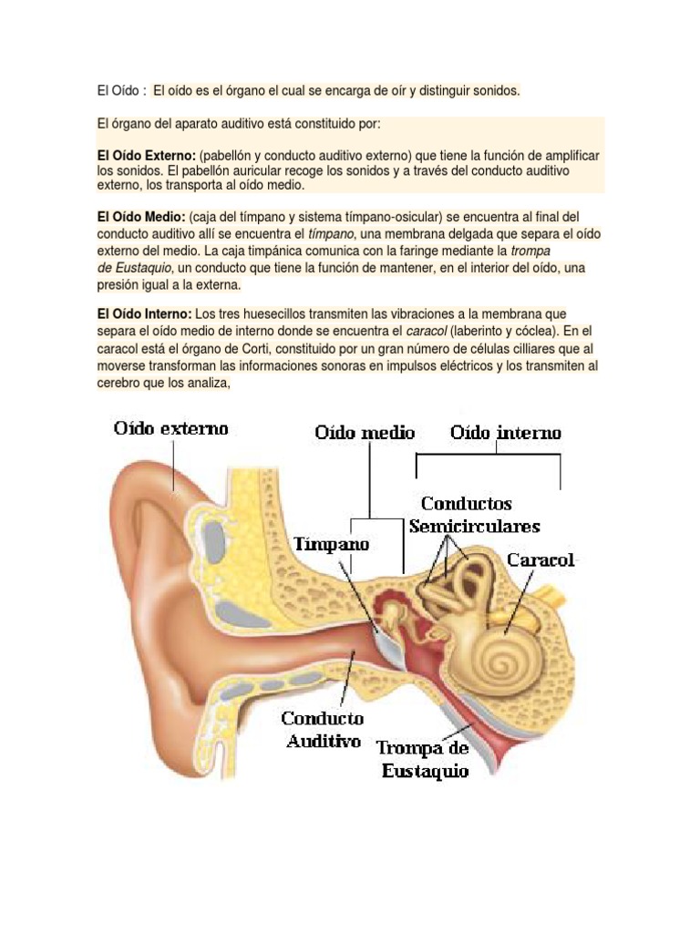 Oido Gusto Y Olfato Pdf Oído Gusto